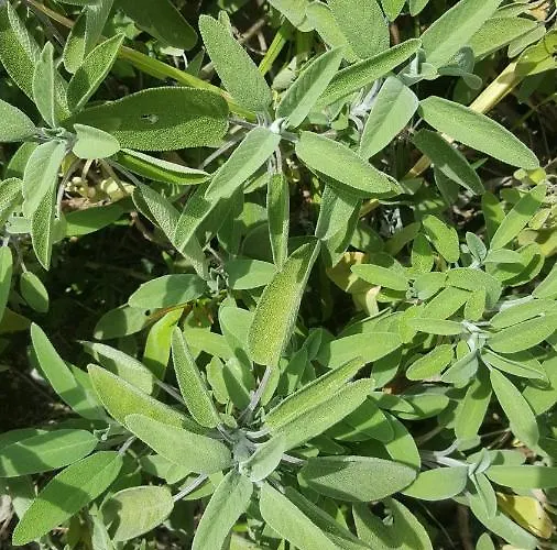 Rifugio Valentina Dom wakacyjny *