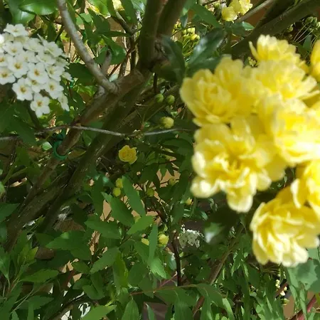 Rifugio Valentina בית נופש